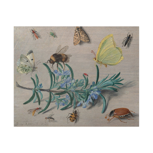 Insects and a Sprig of Rosemary, 1653, Jan van Kessel the Elder